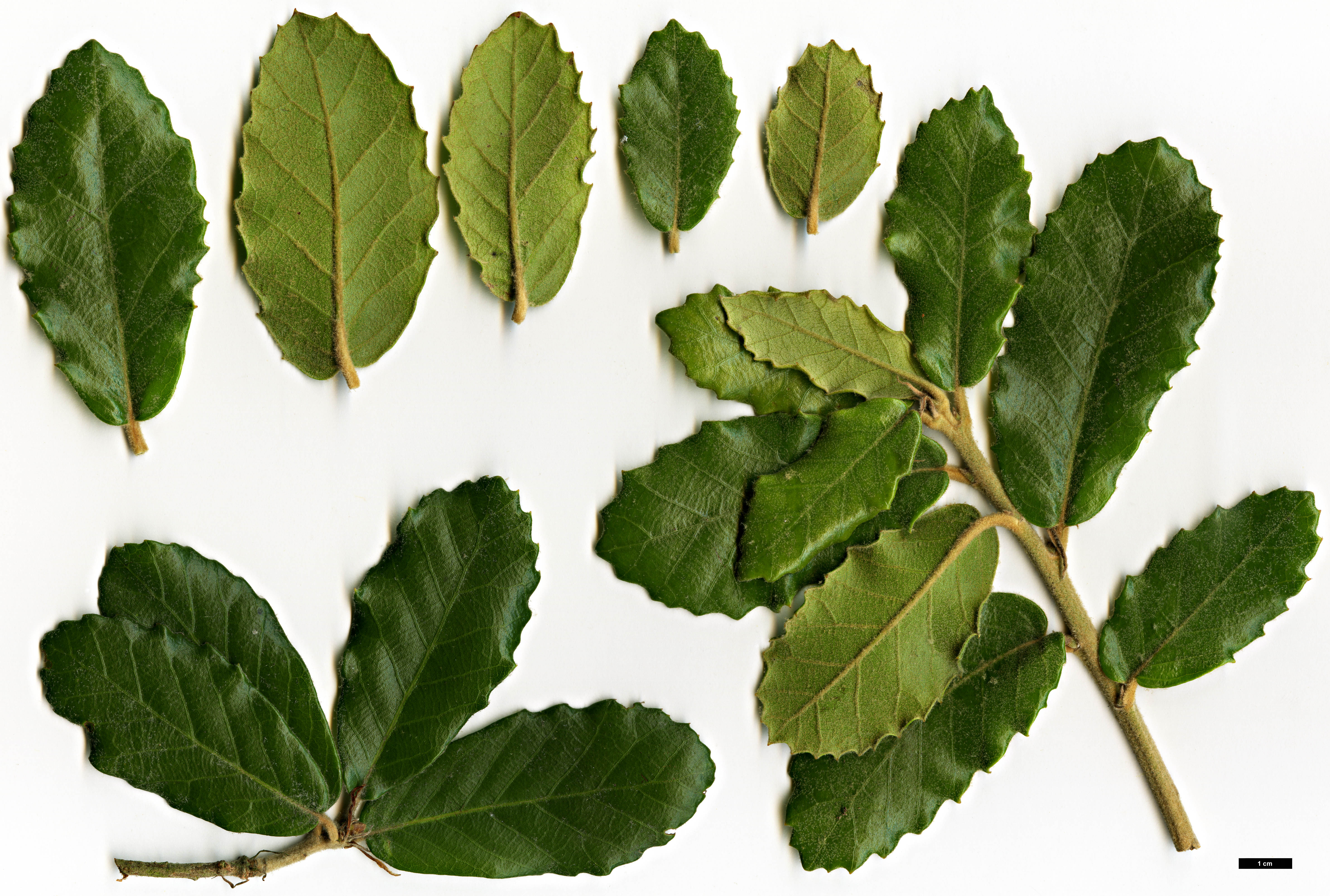 High resolution image: Family: Fagaceae - Genus: Quercus - Taxon: spinosa 